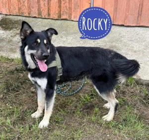 Rocky, junger und wunderschöner Schäferhund Rüde