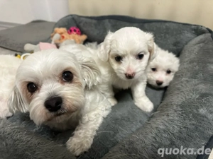 Malteser Welpen
