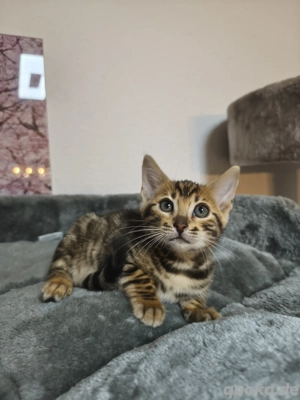 Reinrassiges Bengal Kitten mit Stammbaum