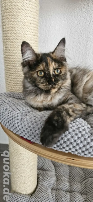 Kitten in besonder Farbe Katzenbaby Katze Kurilian Bobtail mit Stammbaum 