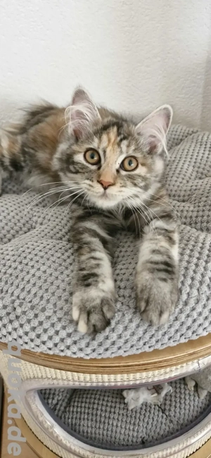 Kitten in besonder Farbe Katzenbaby Katze Kurilian Bobtail mit Stammbaum 