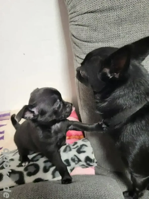 Chihuahua  mix Hündin 