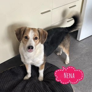 Nena, bezaubernde Beagle Mix Hündin sucht ruhiges Zuhause