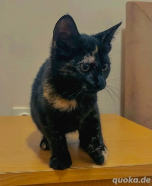 Wunderschönes Kätzchen sucht ein Zuhause