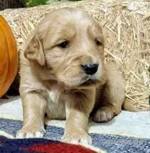 Süßer: Wunderschöner Princess Cocker Spaniel Welpe