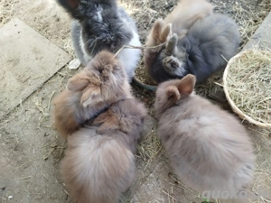 Englisch Angora Kaninchen 