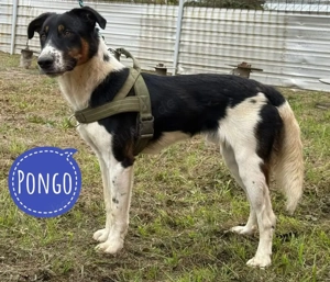 Pongo, bildhübscher und junger Rüde