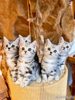    BKH Kitten mit Papiere  