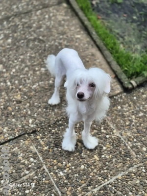Kleines Einhorn sucht sein Glück