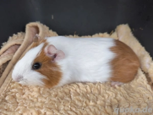 Süße männliche Meerschweinchen Babys 