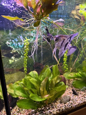 Komplettes Aquarium mit viel Zubehör   nur Abholung! Bild 2