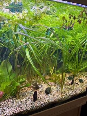 Komplettes Aquarium mit viel Zubehör   nur Abholung! Bild 3