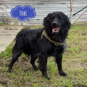 Tobi, absoluter Traumhund, gehorsam, klug, lieb und verträglich