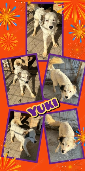 Yuki- . bald auf Pflegestelle in 80999 München 