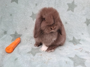 Zwergwidder minilop Zwergkaninchen jungtiere 