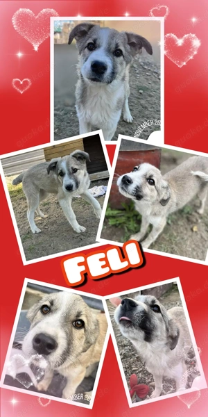 menschenbezogenes, verschmustes, wunderschönes Welpenmädchen "Feli" sucht ein Zuhause 