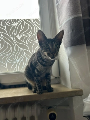 Meine Coon   Siam Mix 