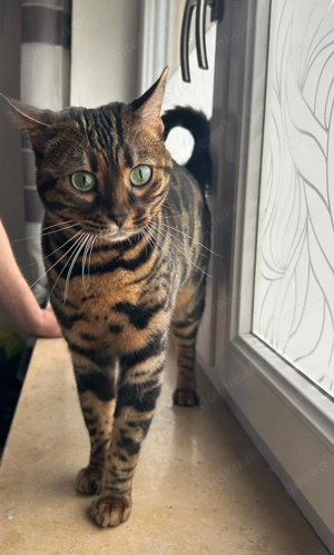 Sehr schöne Bengal Katze zu verkaufen 