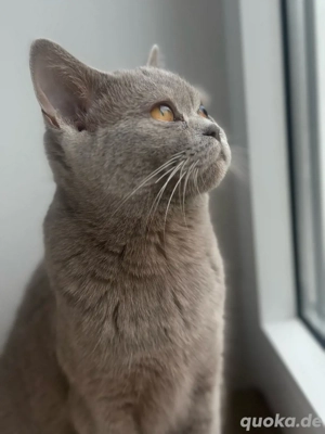 Wurfankündigung Reinrassige Bkh Kitten