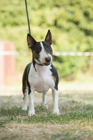 Wunderschöne & Sportliche Miniatur Bullterrier Hündin