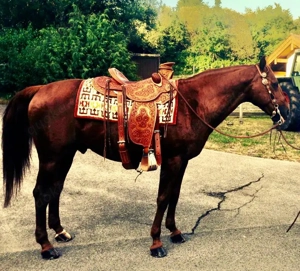 Cooler Quarter Horse Hengst