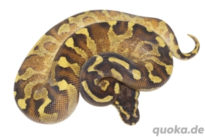 1.0 Enchi Super Asphalt 66% het Clown Königspython, Python Regius 