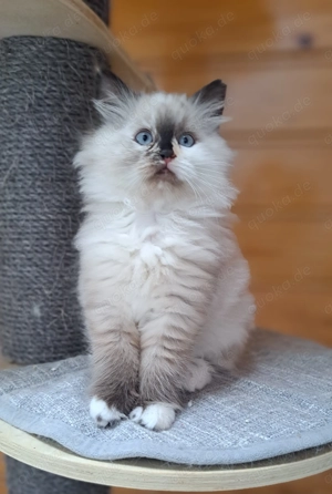 Neva masquarade sibirische mit Stammbaum weiblich 