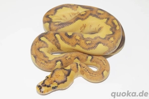 1.0 Enchi Freeway Clown Königspython, Python Regius 