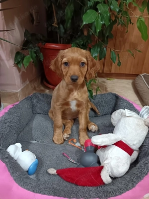 Betty ein kleines Cocker Spaniel Mädchen 