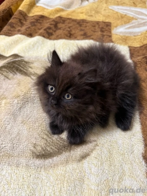 3 Liebevolle Katzenbabys abzugeben