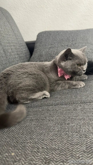 BKH katze adult  Bild 3