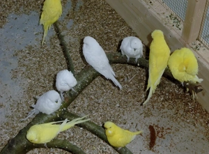 Schauwellensittiche zum abgeben 