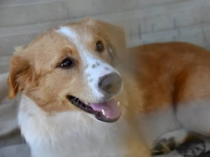 Nani sucht ihr Zuhause (noch auf Sardinien)