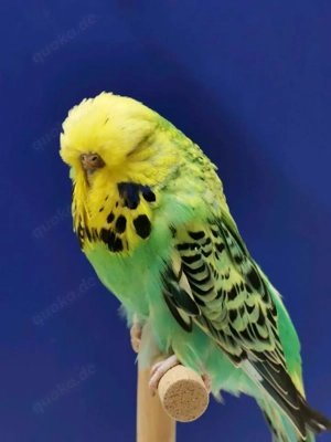 Schauwellensittiche zum abgeben  Bild 2