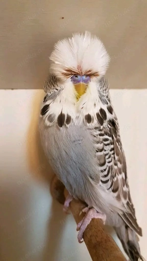 Schauwellensittiche zum abgeben  Bild 4