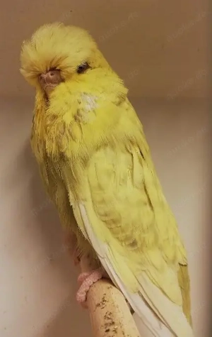 Schauwellensittiche zum abgeben  Bild 5