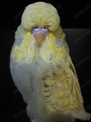 Schauwellensittiche zum abgeben  Bild 6