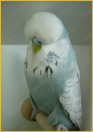 Schauwellensittiche zum abgeben  Bild 7