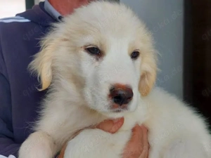 Sulla sucht ihr Zuhause (noch auf Sardinien)