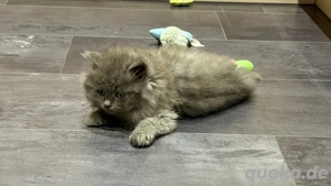 Maine Coon BKH Mix Kitten