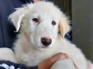 Sullo sucht sein Zuhause (noch auf Sardinien)