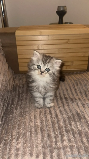 Perserkätzchen zur Reservierung 