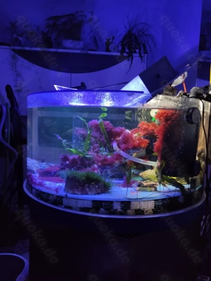 Meerwasseraquarium Makroalgenbecken 250liter Meerwasser Aquarium