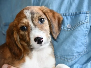 Dino sucht sein Zuhause (noch auf Sardinien)