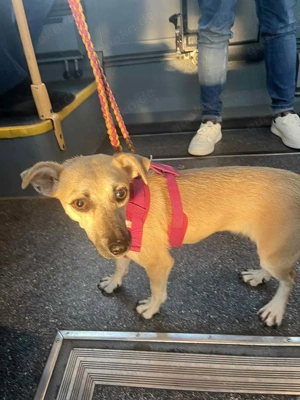 Süße Neva sucht ruhige Familie