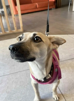 Süße Neva sucht ruhige Familie