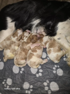 Cavaler King Charles Spaniel Welpen 