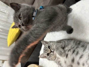 Britische Kurzhaarkatzen   liebevolle Kätzchen 