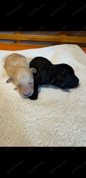 Wunderschöne Pudel Welpen 