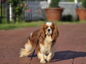 Cavaler King Charles Spaniel Welpen 